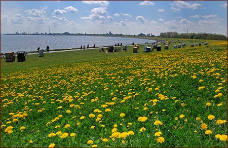 Grimmershörnbucht Cuxhaven nähe Kugelbake